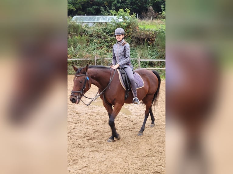 Tarpan Merrie 9 Jaar 161 cm Bruin in Wallmenroth