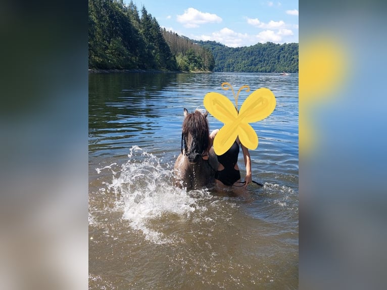 Tarpan Mix Ruin 10 Jaar 125 cm Falbe in Wurzbach