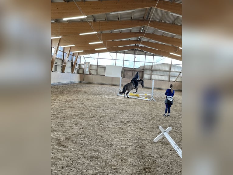 Tarpan Ruin 7 Jaar 141 cm Falbe in Gem&#xFC;nden (Wohra)
