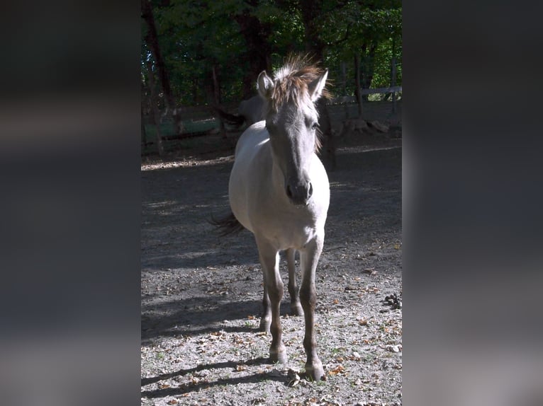 Tarpan Stallion 1 year Grullo in Krottendorf