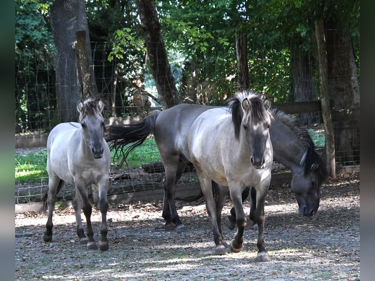 Tarpan Stallion 1 year Grullo in Krottendorf