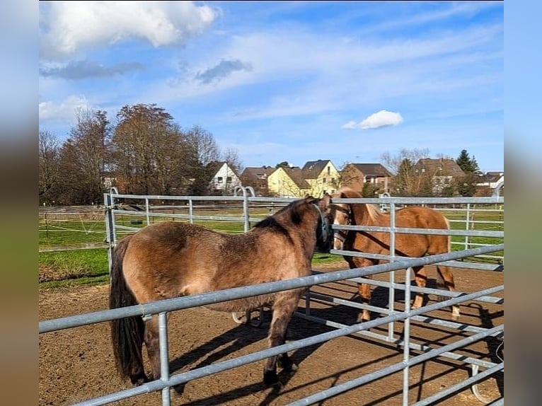 Tarpan Stallion 5 years 13 hh  in Langerwehe