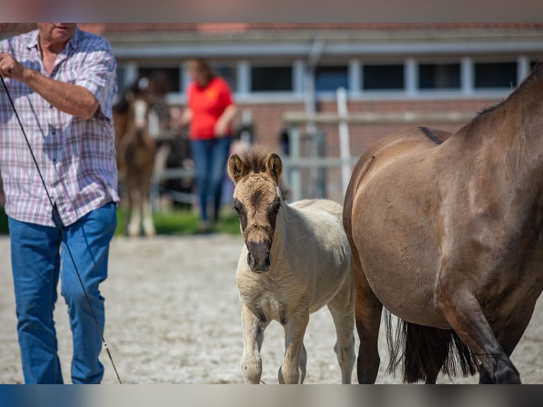 Tarpan Stallion Foal (05/2024) 11,2 hh Dun in Elsfleth