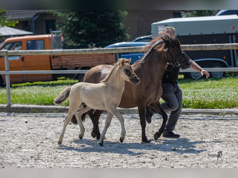 Tarpan Stallion Foal (05/2024) 11,2 hh Dun in Elsfleth