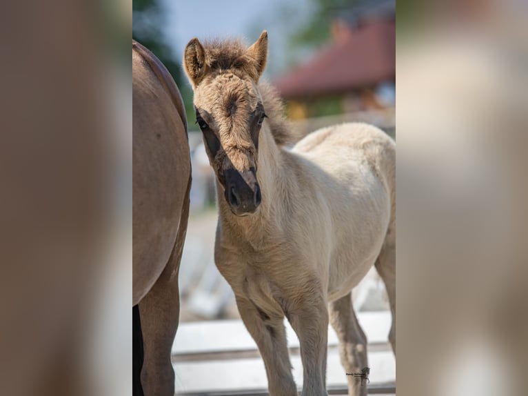 Tarpan Stallion Foal (05/2024) 11,2 hh Dun in Elsfleth