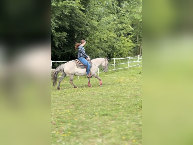 Tarpan Stute 15 Jahre 135 cm in B&#xFC;ren