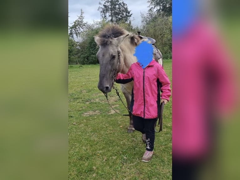 Tarpan Stute 15 Jahre 135 cm in B&#xFC;ren