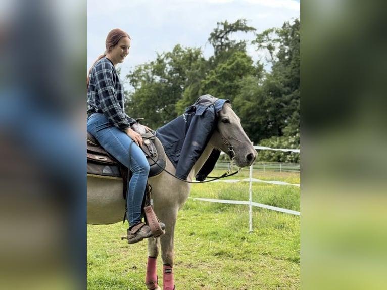 Tarpan Stute 15 Jahre 135 cm in B&#xFC;ren