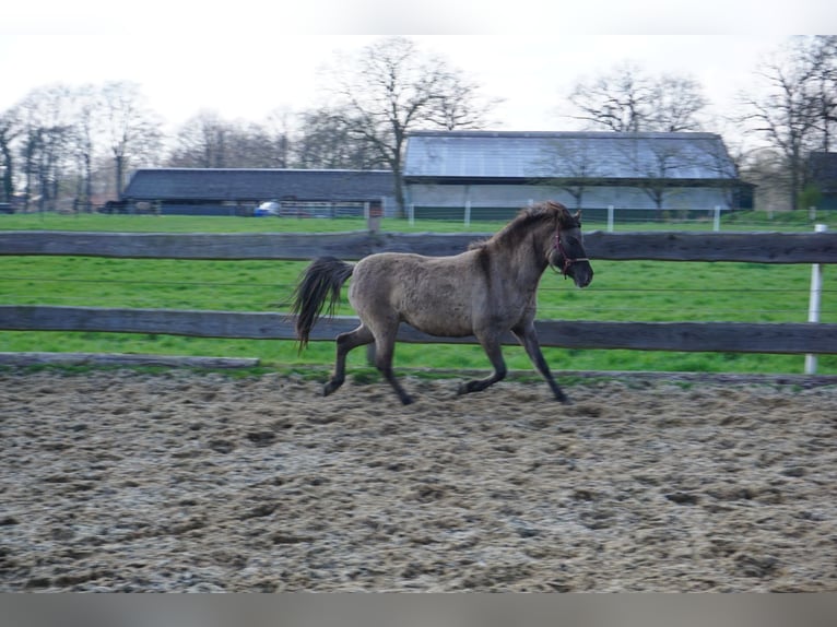 Tarpan Stute 6 Jahre 120 cm in Fredenbeck