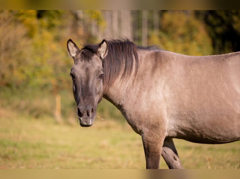 Tarpan Stute 9 Jahre 138 cm Falbe in Much