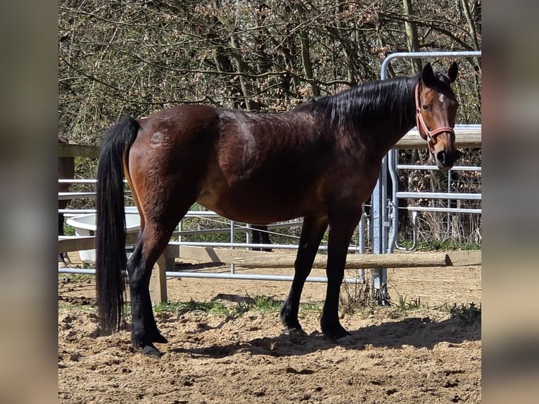 Tarpan Stute 9 Jahre 161 cm Brauner in Wallmenroth