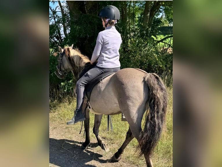 Tarpan Mix Wałach 10 lat 125 cm Bułana in Wurzbach