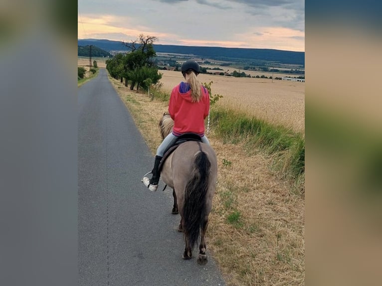Tarpan Mix Wallach 11 Jahre 125 cm Falbe in Wurzbach