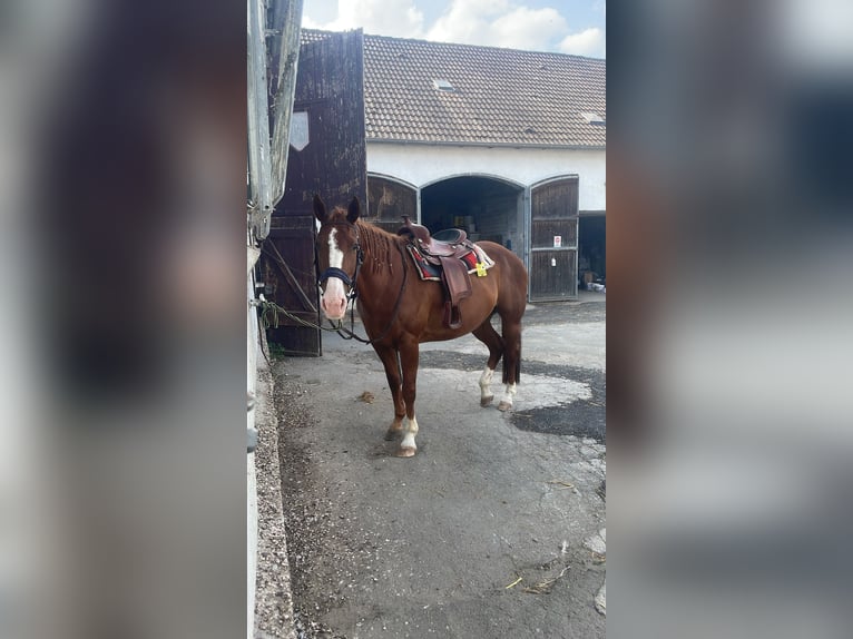 teenager sucht komplett freizeitlich me reitbeteiligung