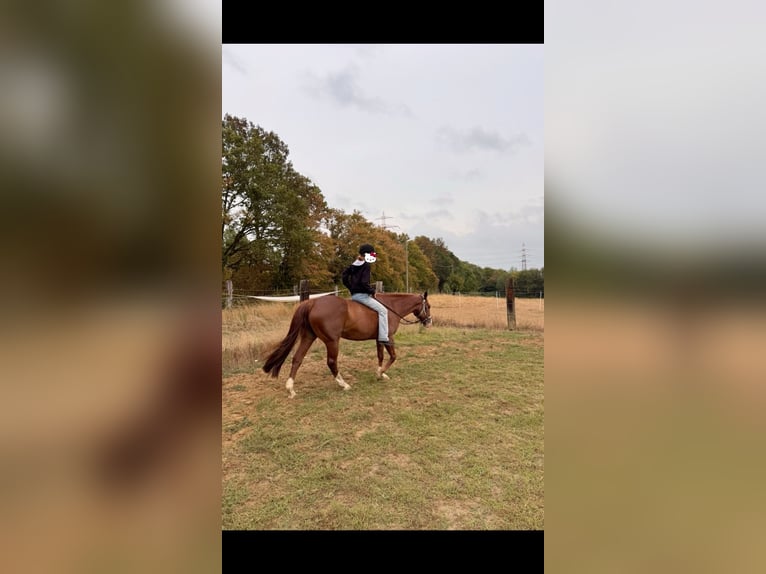 teenager sucht komplett freizeitlich me reitbeteiligung
