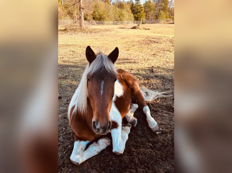 Tennessee konia Klacz 10 lat 132 cm Tobiano wszelkich maści in Shelbyville, tn