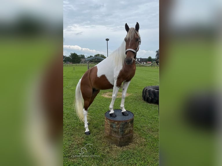 Tennessee konia Klacz 10 lat 132 cm Tobiano wszelkich maści in Shelbyville, tn