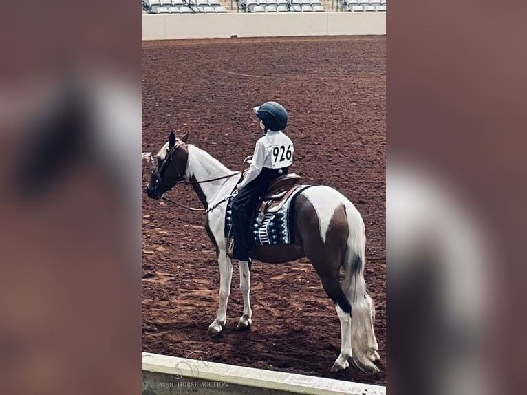 Tennessee konia Klacz 10 lat 132 cm Tobiano wszelkich maści in Shelbyville, tn