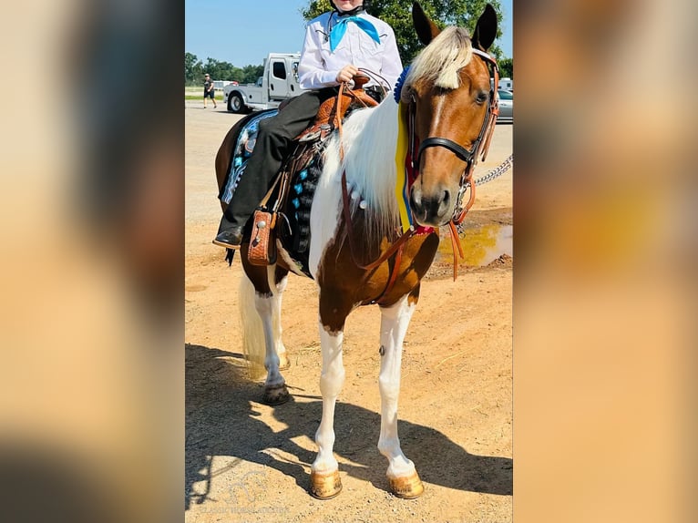 Tennessee konia Klacz 10 lat 132 cm Tobiano wszelkich maści in Shelbyville, tn