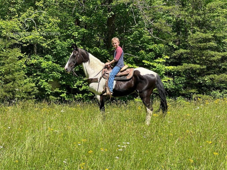 Tennessee konia Klacz 10 lat 142 cm Tobiano wszelkich maści in Rockholds, KY