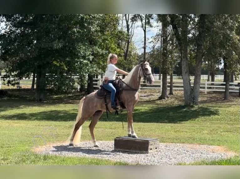 Tennessee konia Klacz 10 lat 152 cm Ciemnokasztanowata in Lewisburg, TN