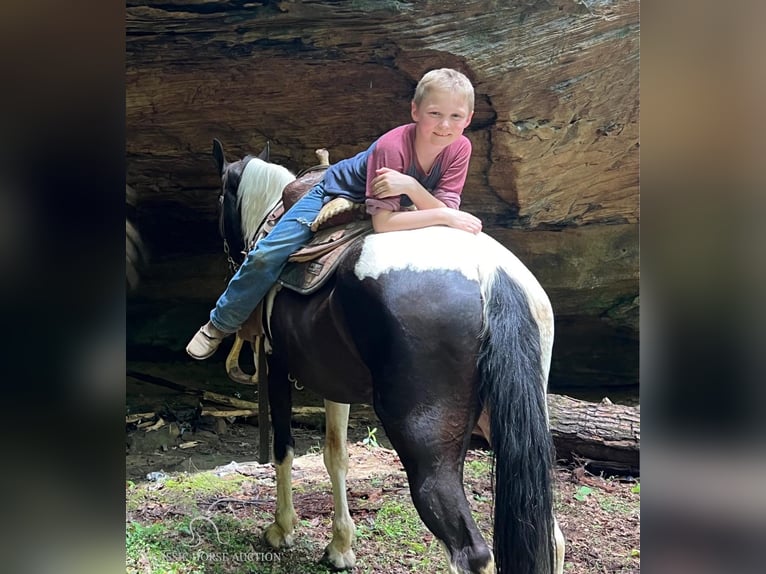 Tennessee konia Klacz 11 lat 142 cm Tobiano wszelkich maści in Rockholds, KY