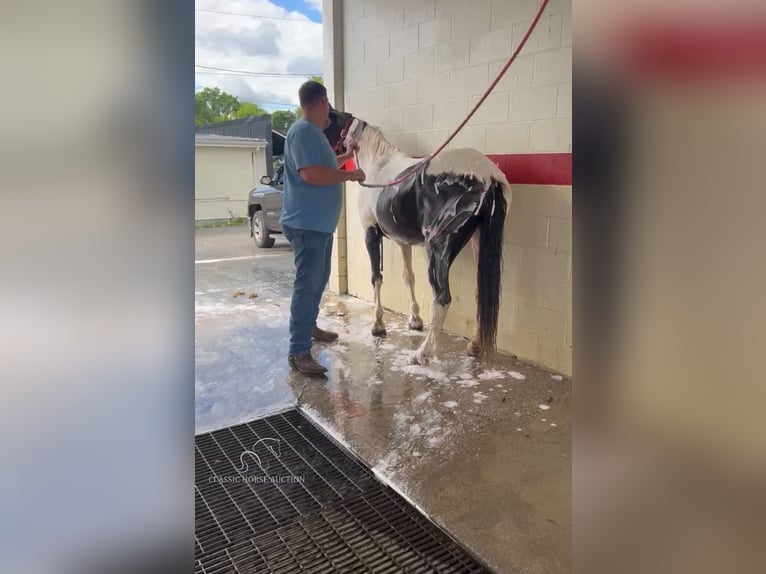 Tennessee konia Klacz 11 lat 142 cm Tobiano wszelkich maści in Rockholds, KY