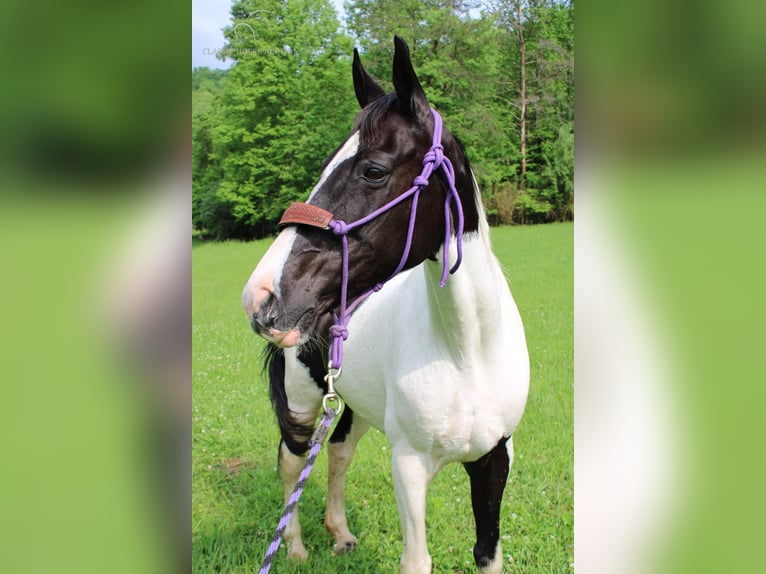 Tennessee konia Klacz 11 lat 142 cm Tobiano wszelkich maści in Rockholds, KY