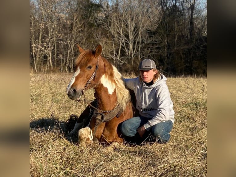 Tennessee konia Klacz 11 lat Tobiano wszelkich maści in Moscow OH