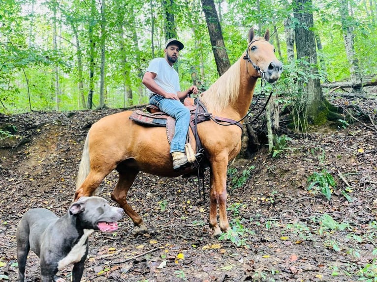 Tennessee konia Klacz 12 lat 152 cm Cisawa in Tompkinsville, KY