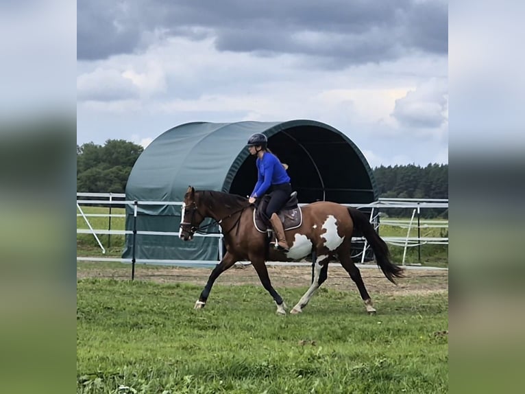 Tennessee konia Mix Klacz 15 lat 155 cm Srokata in Anklam