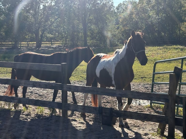 Tennessee konia Klacz 16 lat 152 cm Tobiano wszelkich maści in Pierson, FLorida