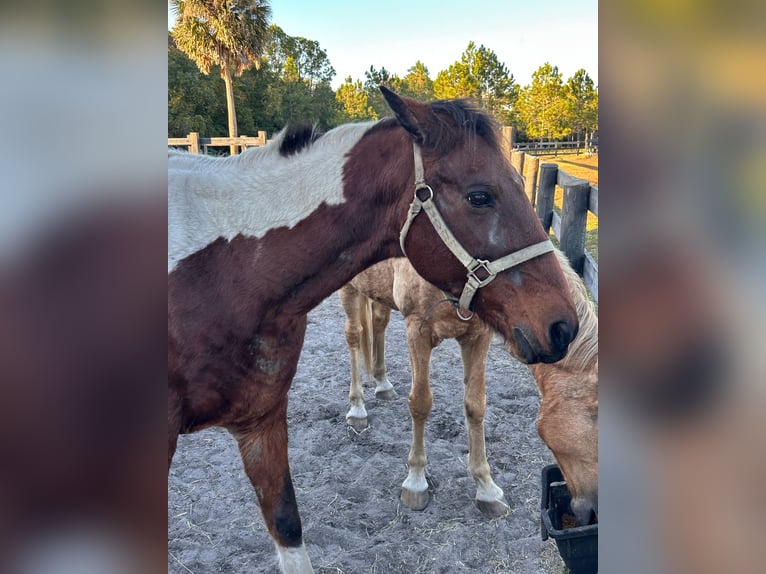 Tennessee konia Klacz 16 lat 152 cm Tobiano wszelkich maści in Pierson, FLorida