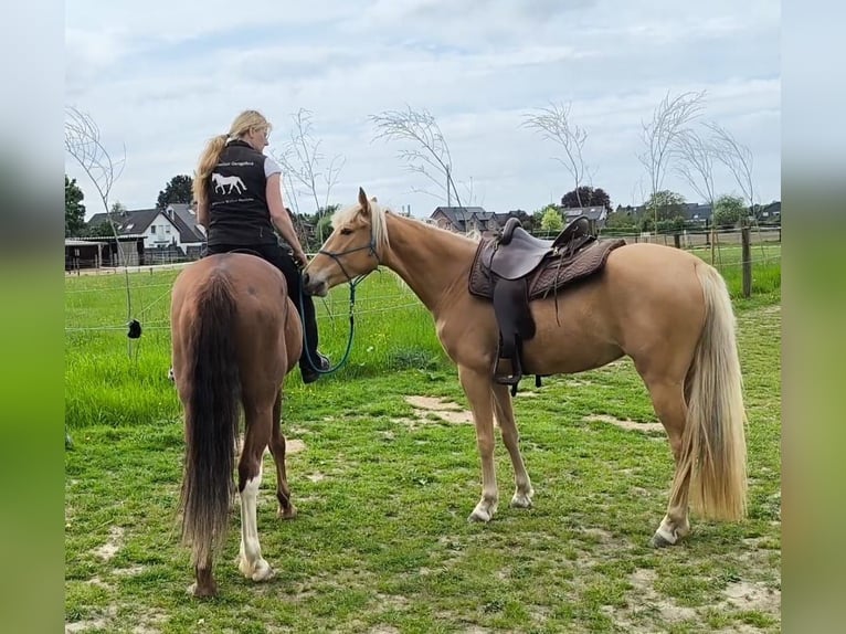 Tennessee konia Klacz 4 lat 154 cm Izabelowata in Voerde