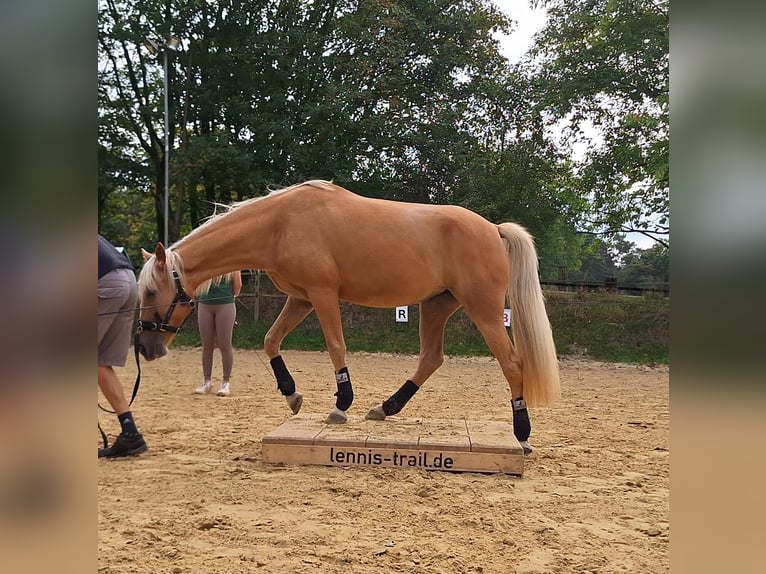 Tennessee konia Klacz 4 lat 154 cm Izabelowata in Voerde