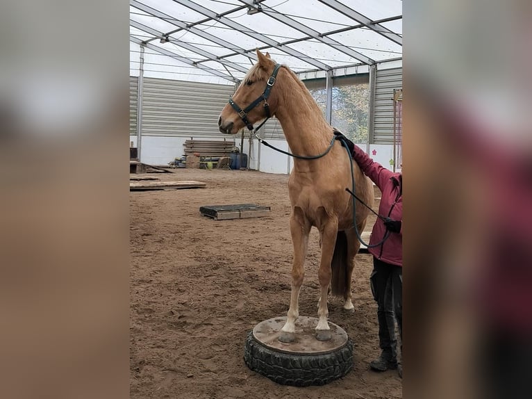 Tennessee konia Klacz 4 lat 154 cm Izabelowata in Voerde