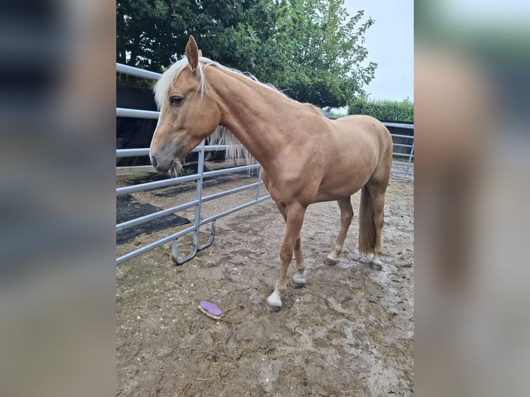 Tennessee konia Klacz 4 lat 158 cm Izabelowata in Geilenkirchen