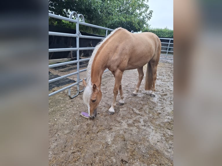 Tennessee konia Klacz 4 lat 158 cm Izabelowata in Geilenkirchen