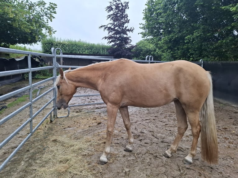 Tennessee konia Klacz 4 lat 158 cm Izabelowata in Geilenkirchen