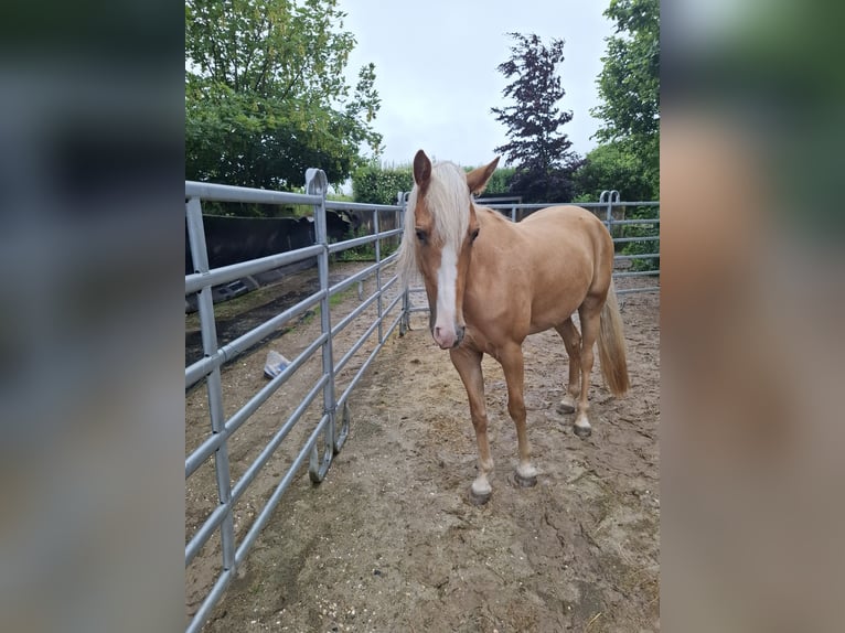 Tennessee konia Klacz 4 lat 158 cm Izabelowata in Geilenkirchen