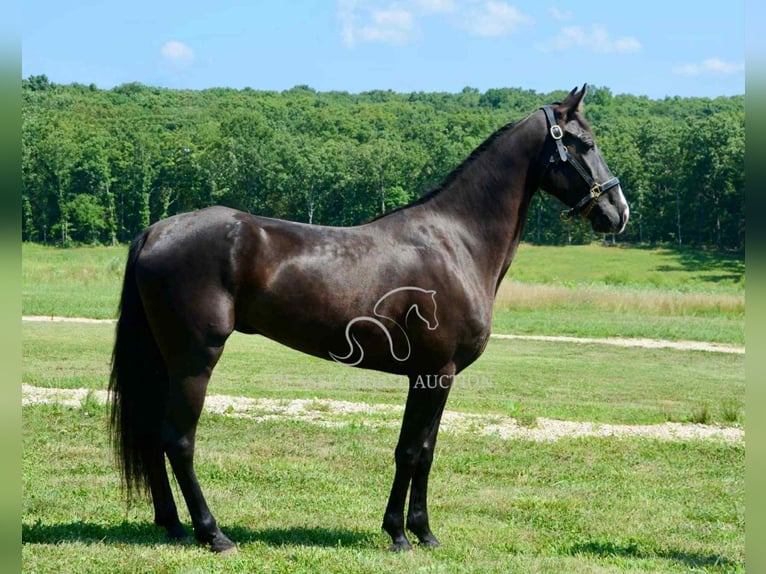 Tennessee konia Klacz 5 lat 152 cm Kara in Park Hills, MO