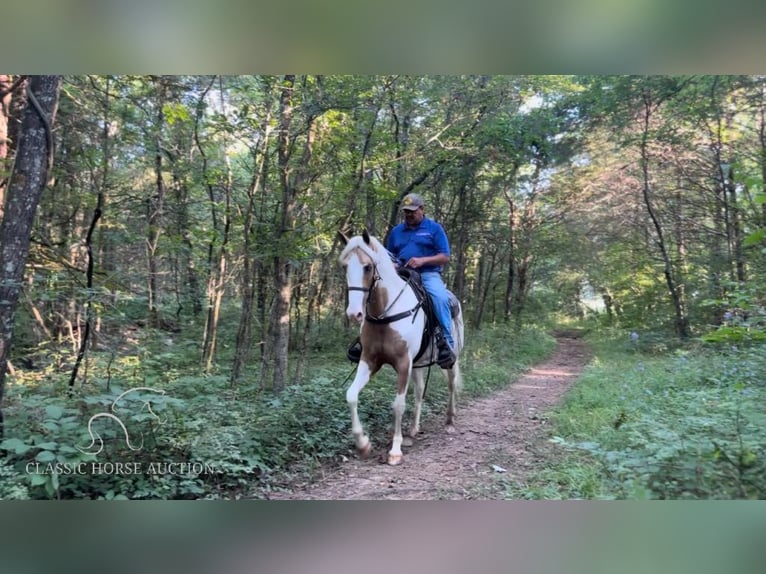 Tennessee konia Klacz 6 lat 152 cm Izabelowata in Lewisburg, TN