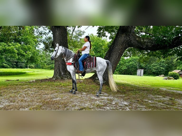 Tennessee konia Klacz 7 lat 142 cm Siwa in Gillsville, ga