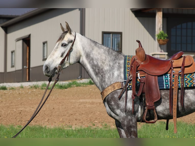 Tennessee konia Klacz 7 lat 152 cm Siwa in Sonora, KY