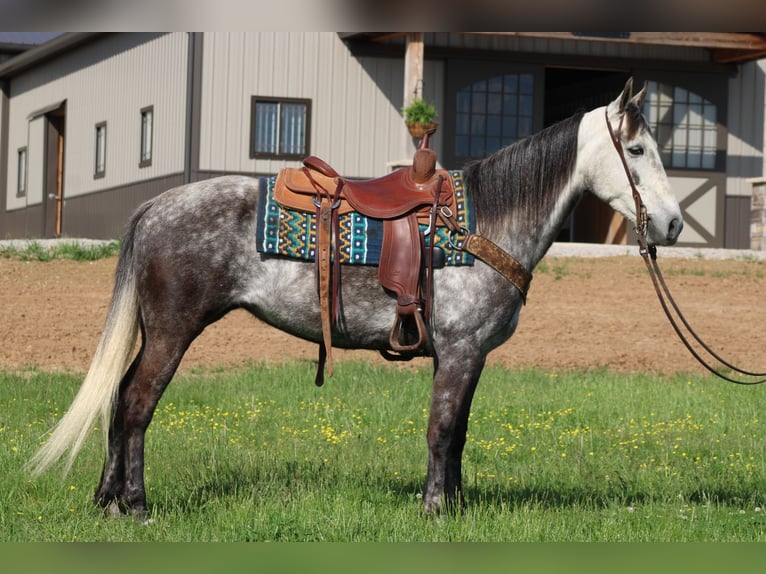 Tennessee konia Klacz 7 lat 152 cm Siwa in Sonora, KY