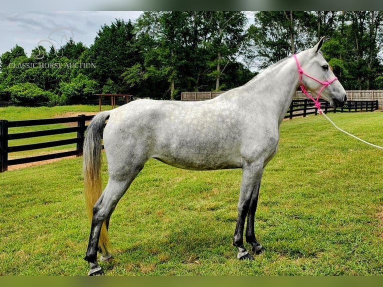 Tennessee konia Klacz 8 lat 142 cm Siwa in Gillsville, ga