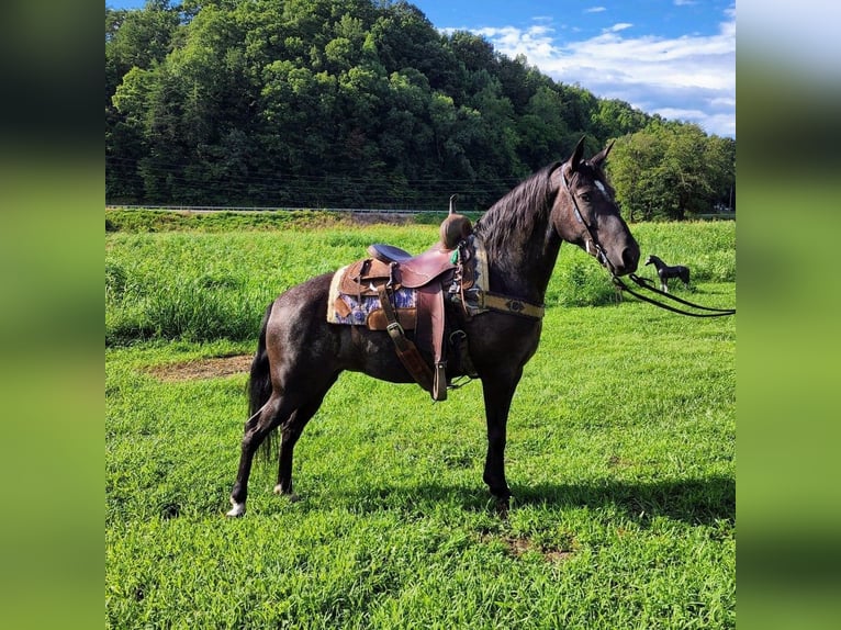 Tennessee konia Klacz 8 lat 150 cm Siwa in West Liberty Ky