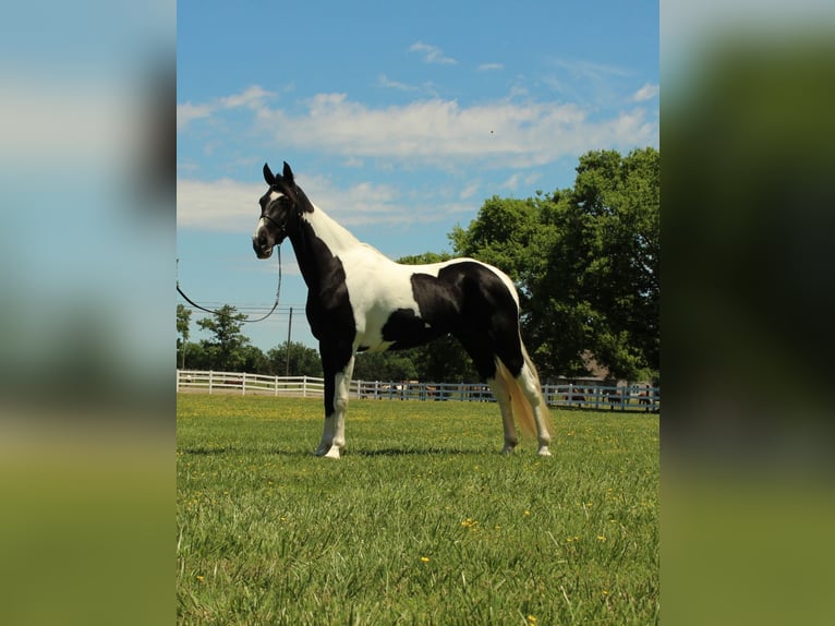 Tennessee konia Klacz 8 lat 155 cm Tobiano wszelkich maści in Lewisburg