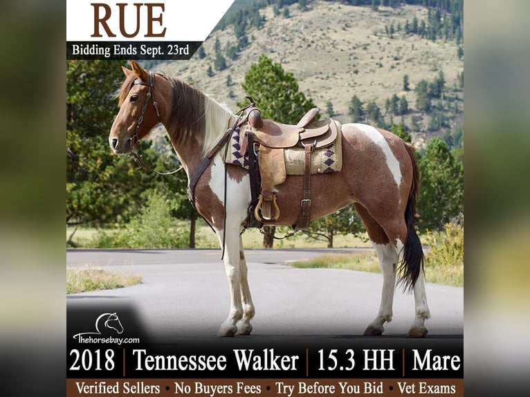 Tennessee konia Klacz 8 lat 160 cm Tobiano wszelkich maści in Fort Collins, CO
