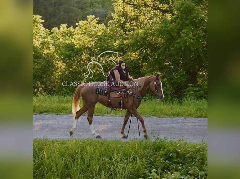 Tennessee konia Klacz 9 lat 142 cm Kasztanowatodereszowata in Smithville, TN